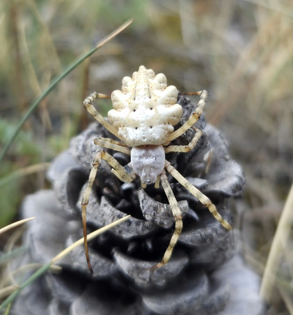 Argiope lobata - karéjos keresztespók