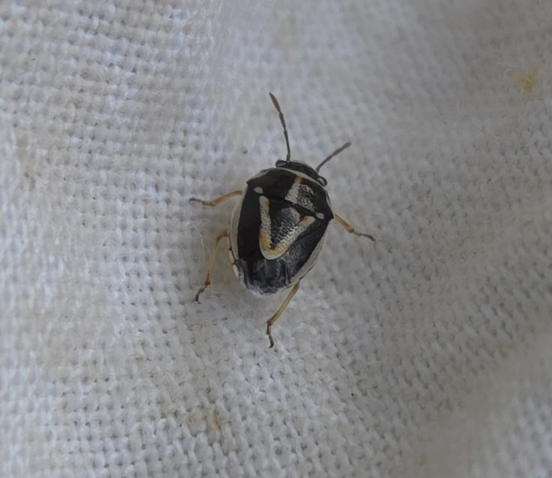 Bagrada stolida