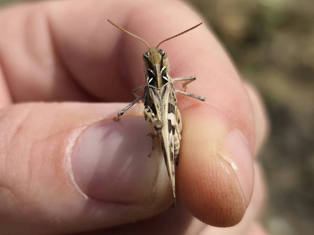 Oedaleus decorus - szalagos sáska