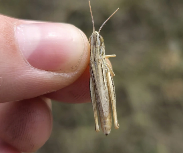 Euchorthippus