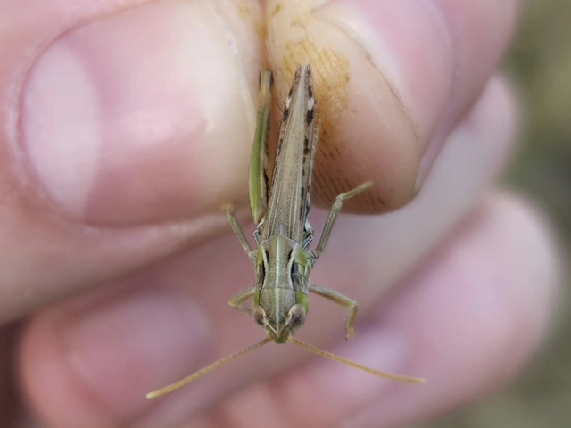 Stenobothrus nigromaculatus - sztyeppréti sáska