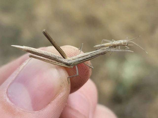 Acrida ungarica - sisakos sáska Acrida ungarica - sisakos sáska