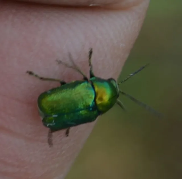 Cryptocephalus