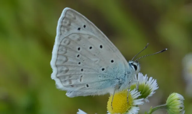 Polyommatus daphnis - csipkés boglárka