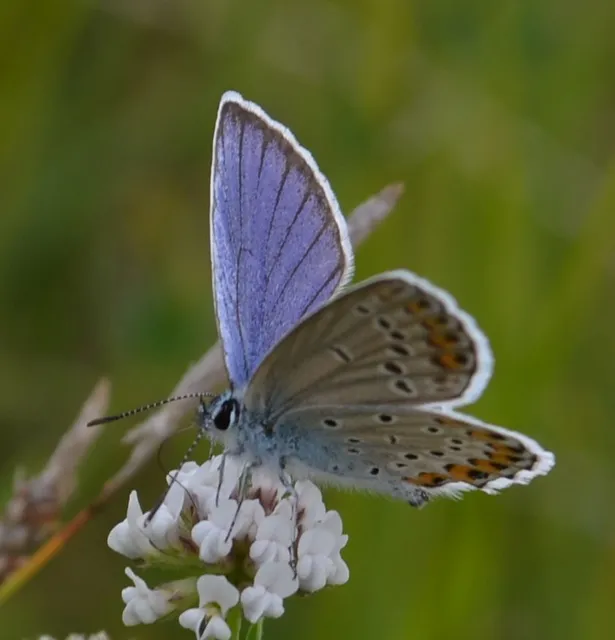 Plebejus argyrognomon - tintakék boglárka