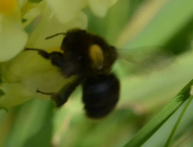 Hymenoptera - Hártyásszárnyúak Hymenoptera - Hártyásszárnyúak