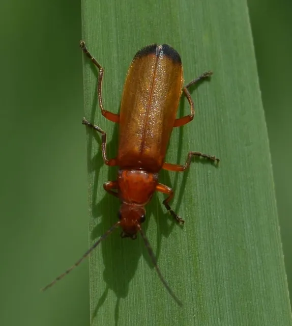 Rhagonycha fulva - feketevégű lágybogár
