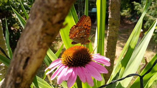 Argynnis adippe - ezüstös gyöngyházlepke
