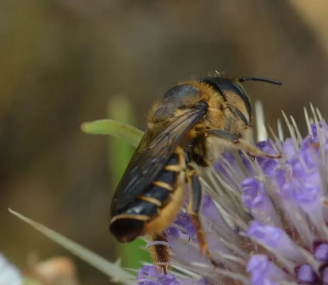 Hymenoptera - Hártyásszárnyúak Hymenoptera - Hártyásszárnyúak