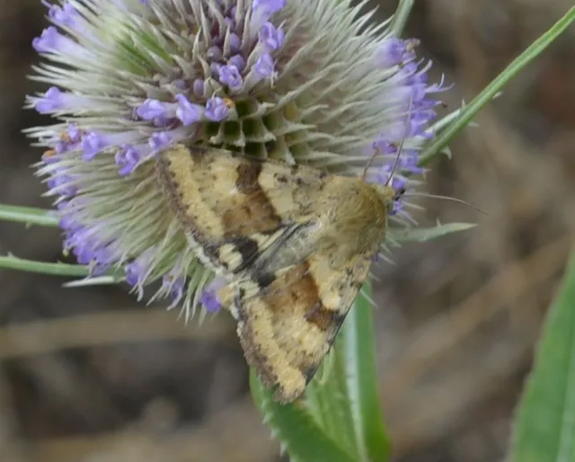 Heliothis viriplaca - mácsonyabagoly