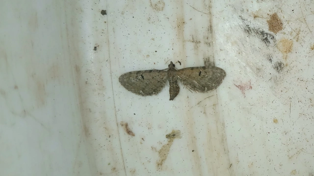 Eupithecia absinthiata - üröm-törpearaszoló