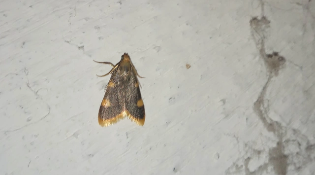 Hypsopygia costalis - szénailonca
