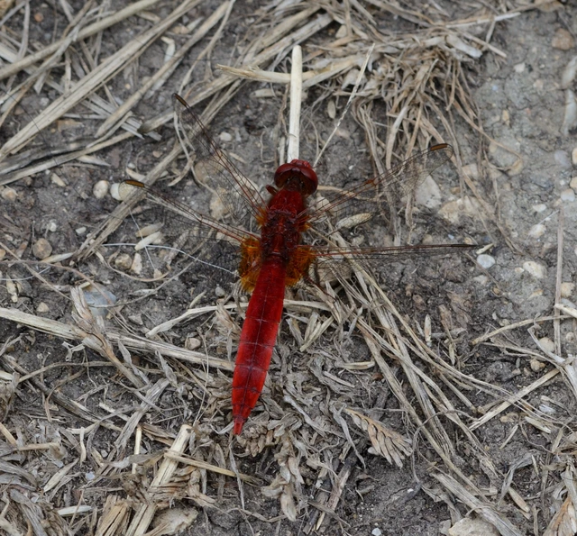 Crocothemis erythraea - skarlát szitakötő