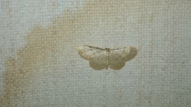 Idaea politaria - vonalas apróaraszoló