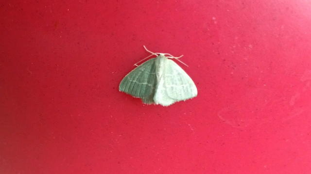 Chlorissa viridata/cloraria