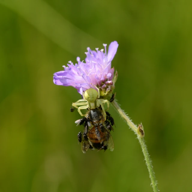 Misumena vatia - viráglakó karolópók