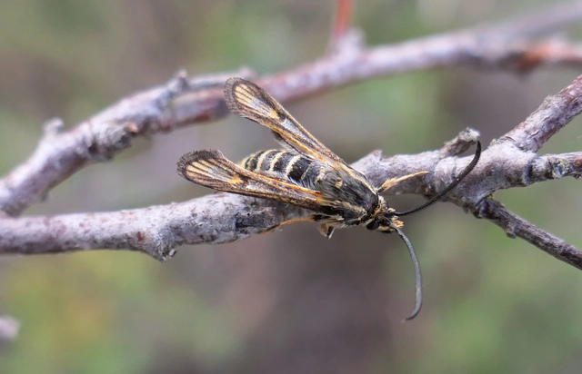 Sesiidae - szitkárfélék