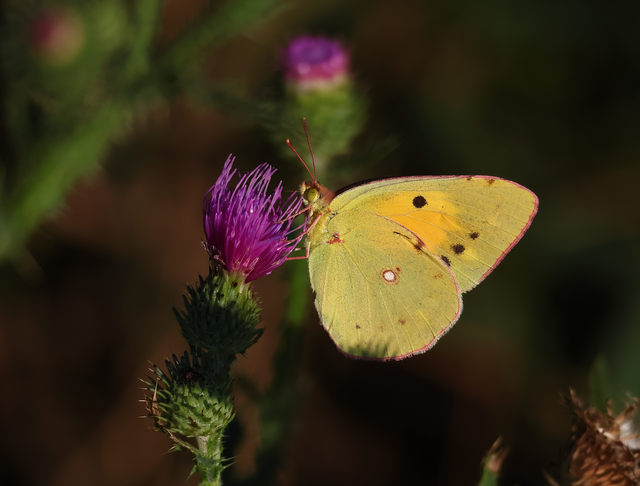 Colias croceus - sáfránylepke