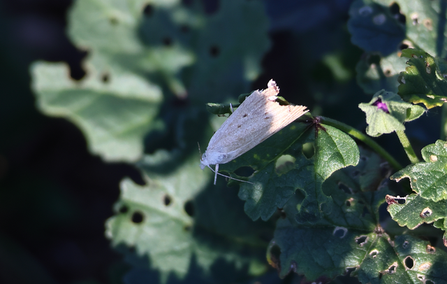 Calamotropha paludella - barna nádlevélmoly