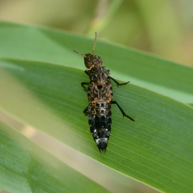 Ontholestes murinus - márványos holyva