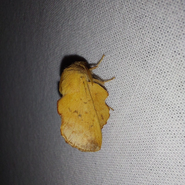 Phyllodesma tremulifolia - nyárlevélpohók