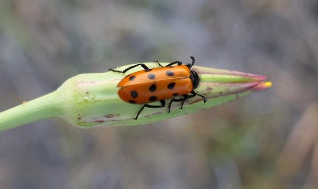 Mylabris crocata - pettyes hólyaghúzó Mylabris crocata - pettyes hólyaghúzó