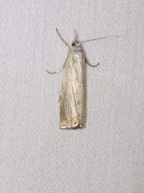 Chrysoteuchia culmella - kerti fűgyökérmoly