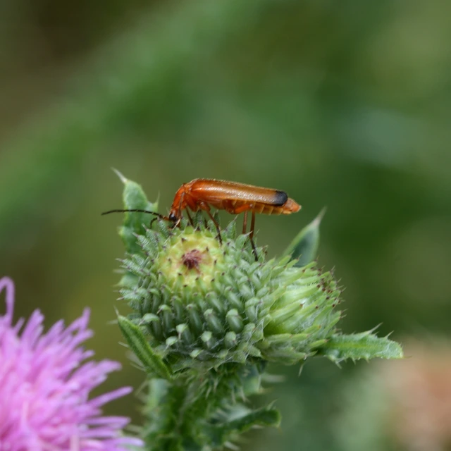 Rhagonycha fulva - feketevégű lágybogár