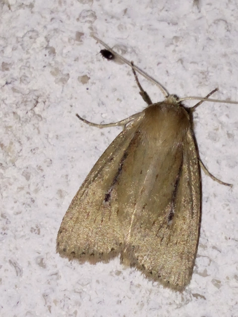 kis nádibagoly - Archanara dissoluta