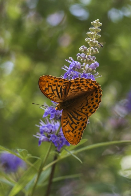 Argynnis paphia - nagy gyöngyházlepke