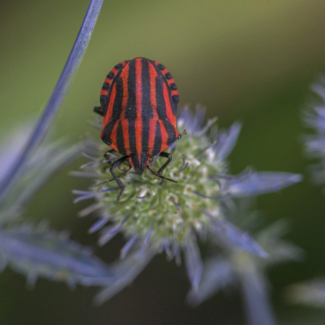Graphosoma italicum - csíkos pajzsospoloska
