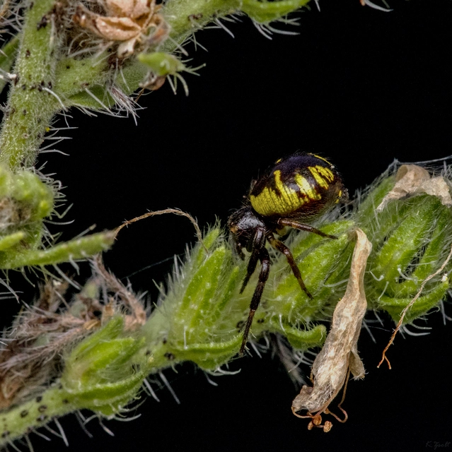 Synema globosum - fekete-sárga karolópók