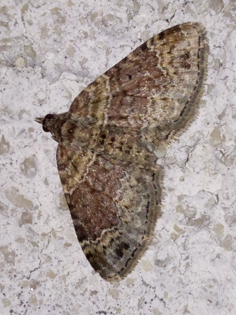 Xanthorhoe ferrugata - kerti tarkaaraszoló
