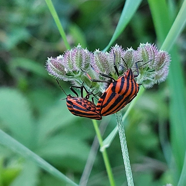 Graphosoma italicum - csíkos pajzsospoloska