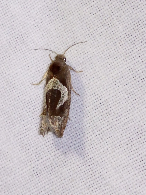 Epiblema foenella - kampósfoltú tükrösmoly
