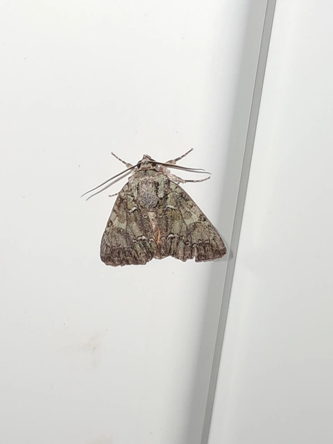 Polyphaenis sericata - selyemfényű erdeibagoly