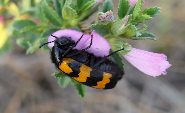 Mylabris variabilis - szalagos hólyaghúzó Mylabris variabilis - szalagos hólyaghúzó