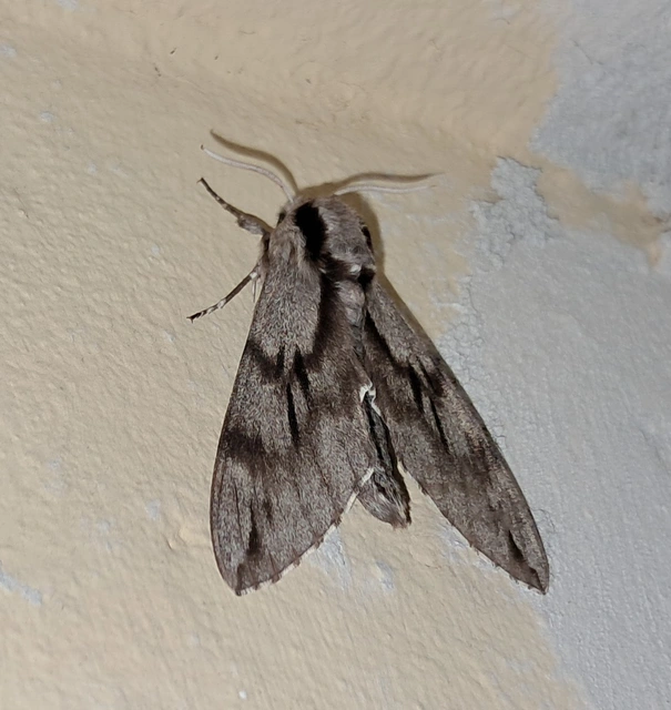 Hyloicus pinastri - fenyőszender
