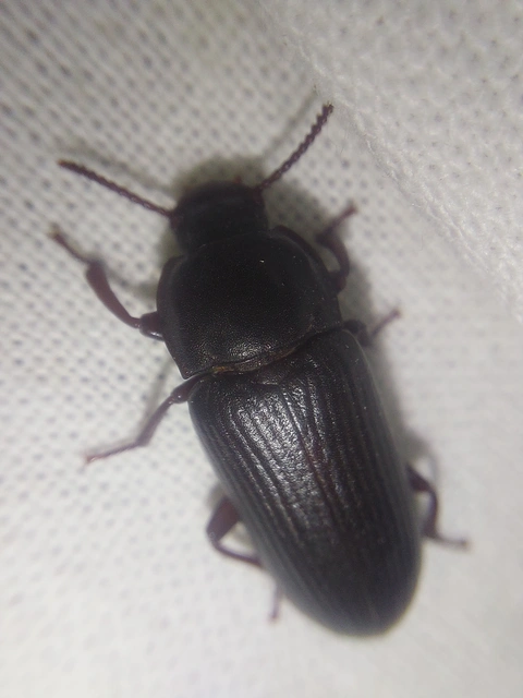 Tenebrio molitor - közönséges lisztbogár