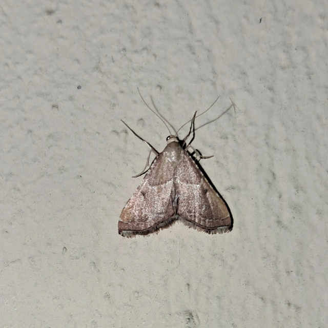 Endotricha flammealis - tüzesszárnyú fényilonca