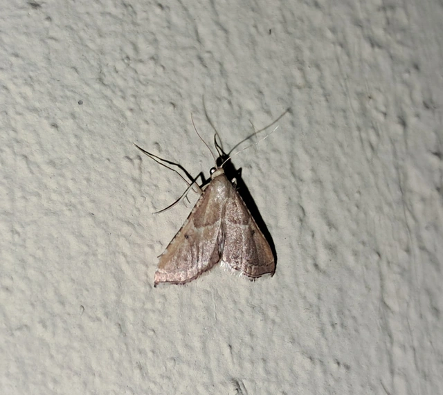 Endotricha flammealis - tüzesszárnyú fényilonca