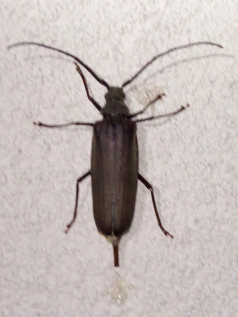 Aegosoma scabricorne - diófacincér
