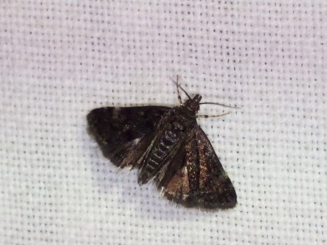 Heliothela wulfeniana - fényes kormosmoly