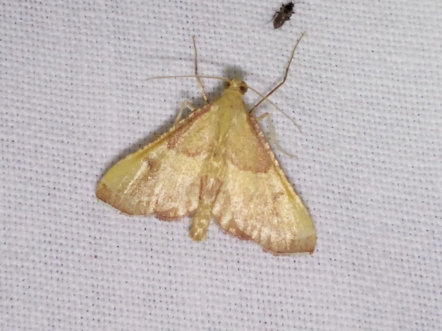 Endotricha flammealis - tüzesszárnyú fényilonca