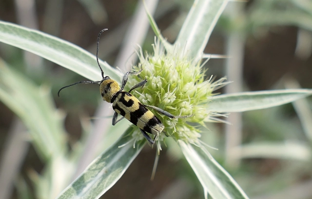 Chlorophorus varius - díszes darázscincér Chlorophorus varius - díszes darázscincér