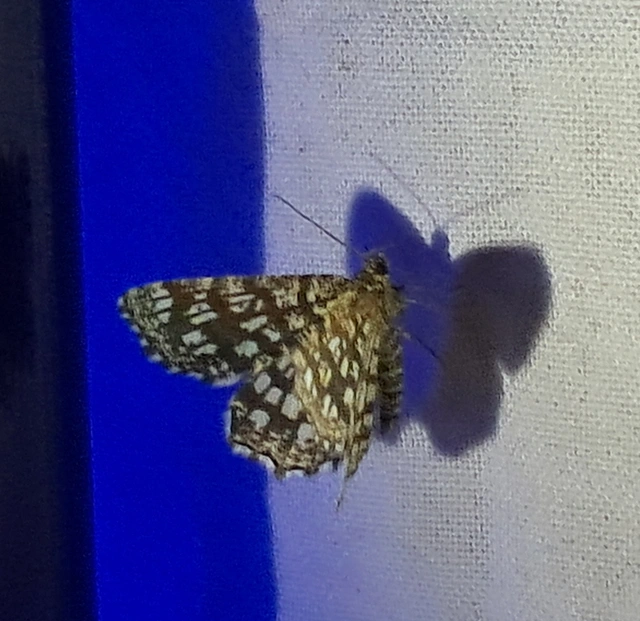 Chiasmia clathrata - rácsos rétiaraszoló