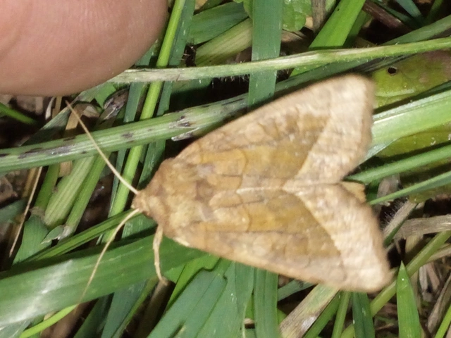 csillogó acsalapubagoly - Hydraecia micacea