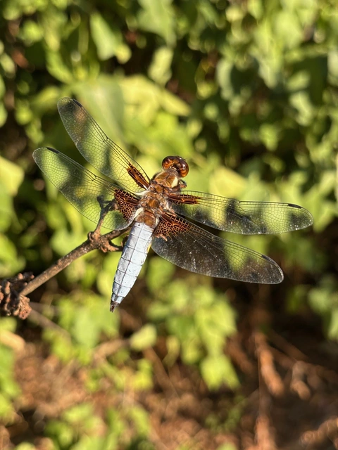 Libellula depressa - széles laposacsa