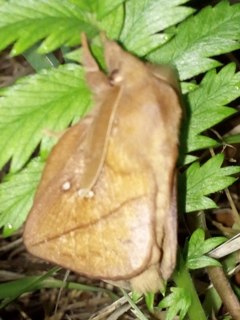 Euthrix potatoria - szomjas pohók