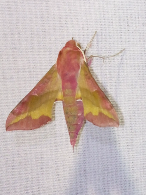 Deilephila porcellus - piros szender